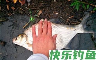 钓友分享手海竿秋钓鳊鱼的技巧