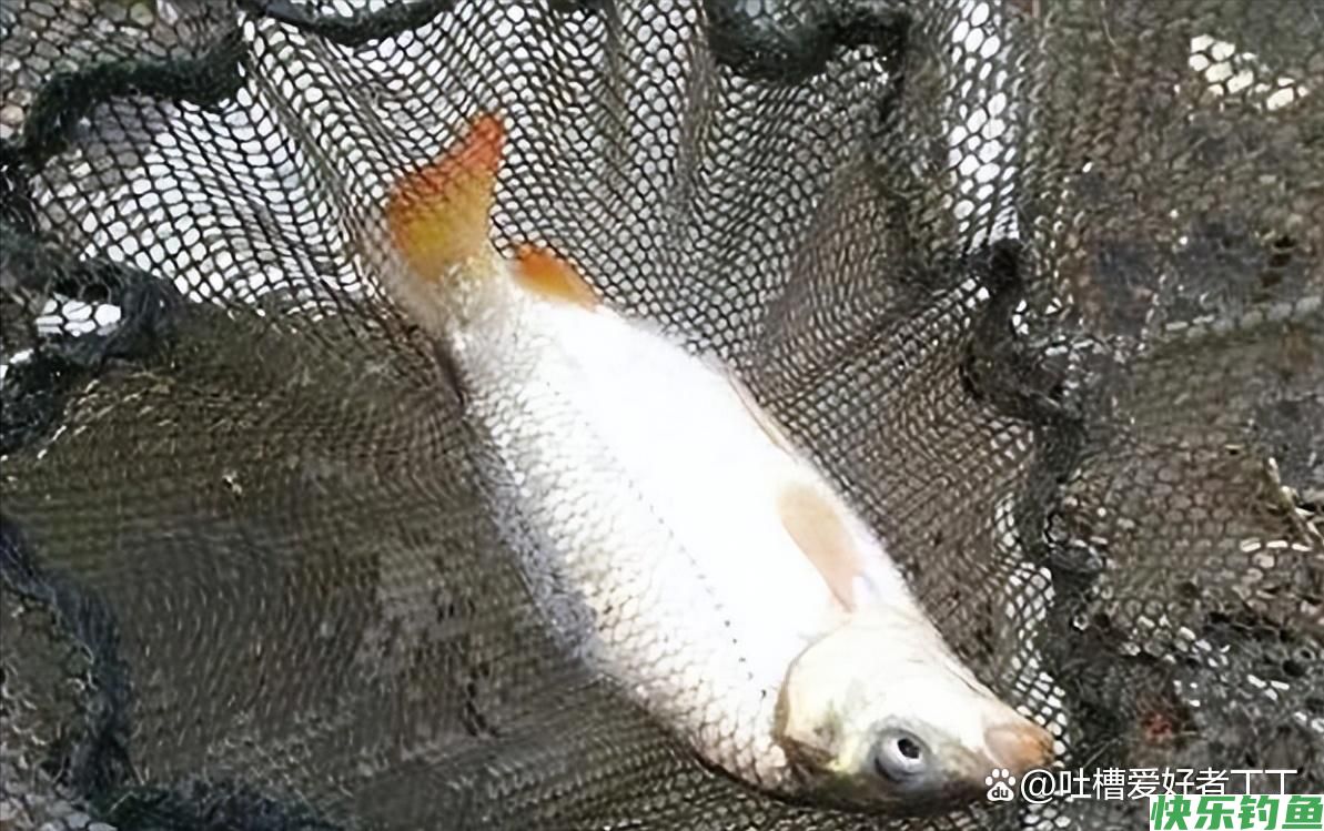 一月份什么鱼好钓？