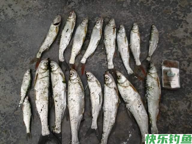 冬天除了鲫鱼和小鱼还能钓其他鱼吗？可以，