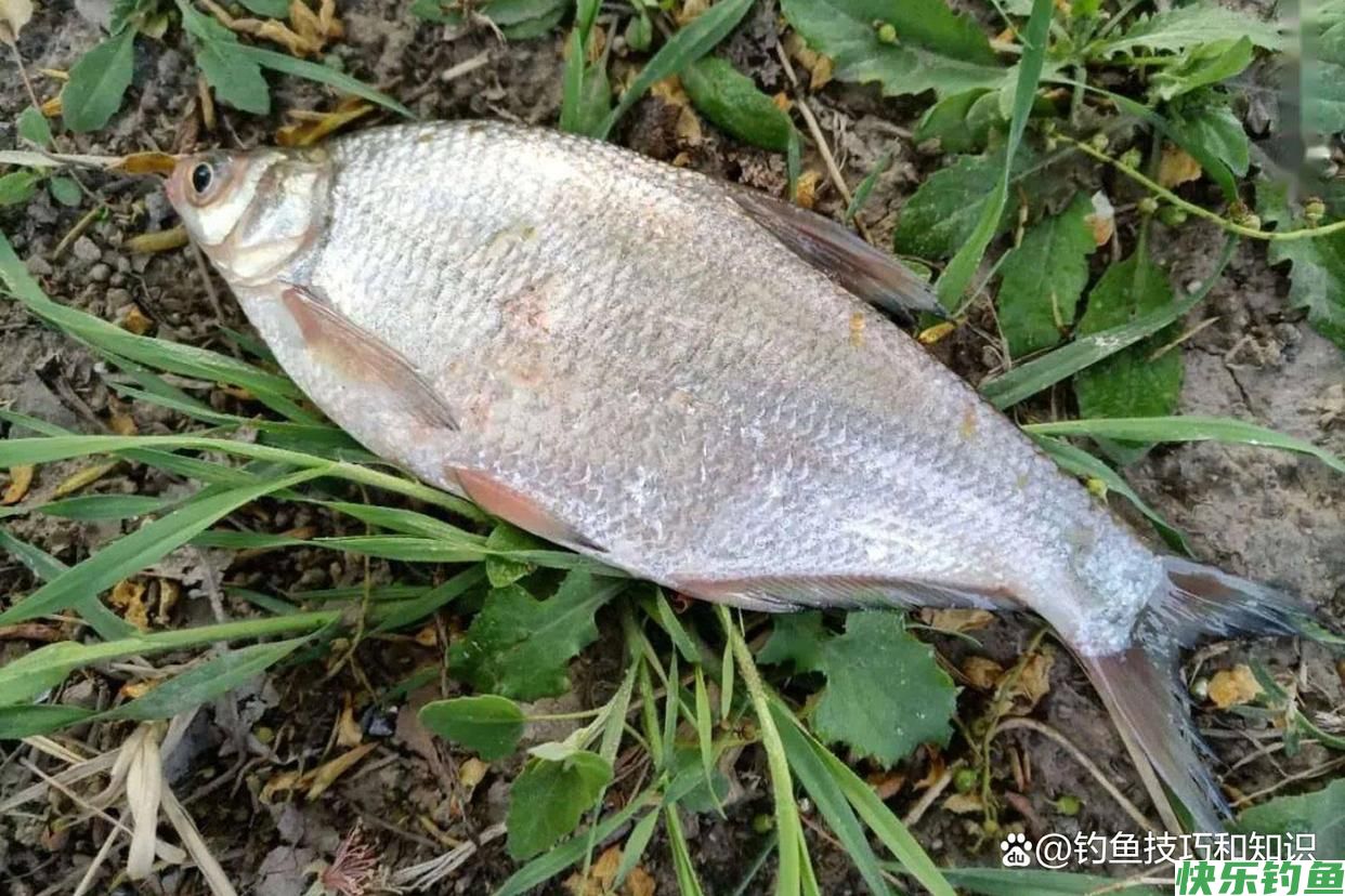 初秋钓鳊鱼的饵料配方，鳊鱼连续地咬钩，一