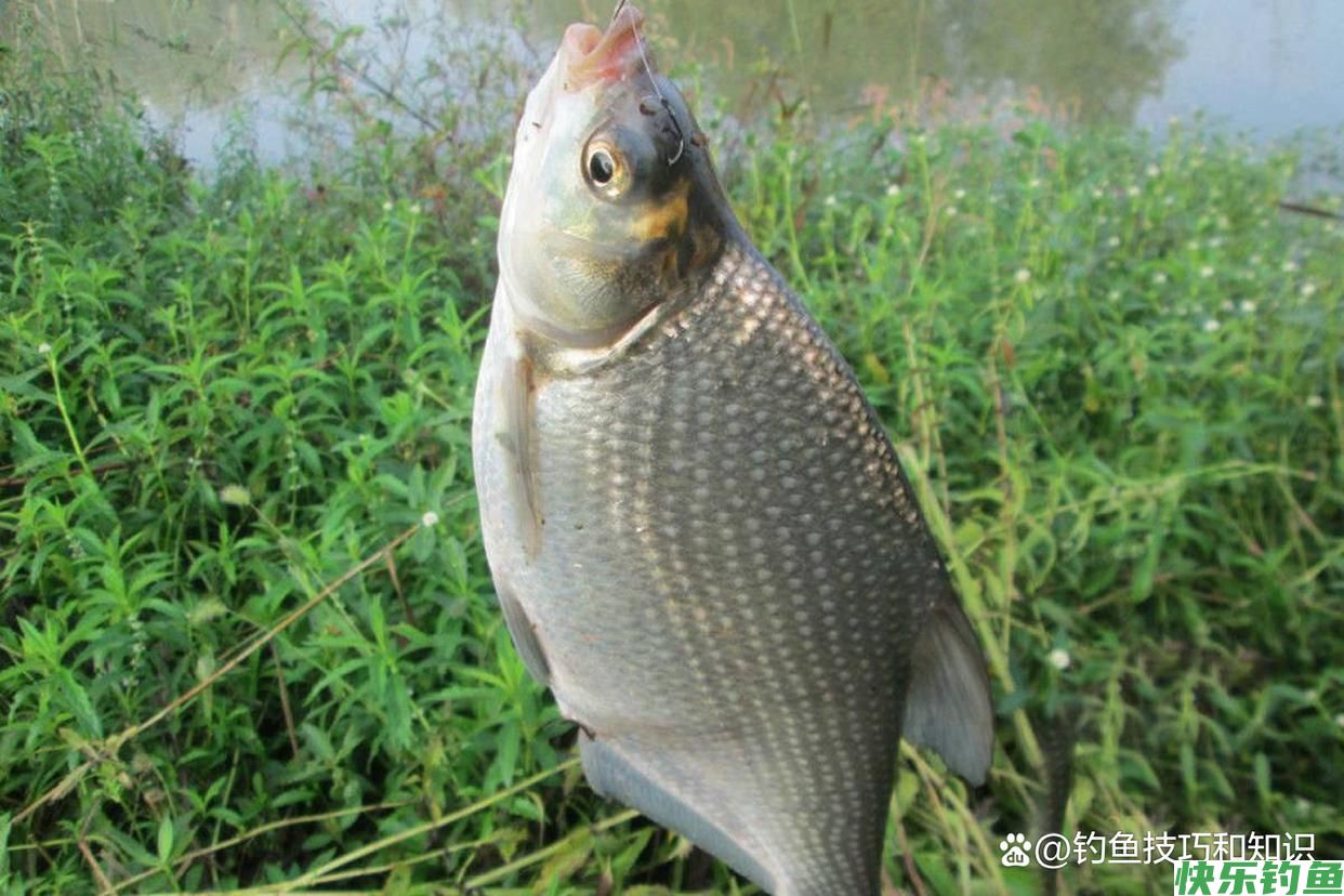 如何才能钓许多的鳊鱼？夏季钓鳊鱼的4个技