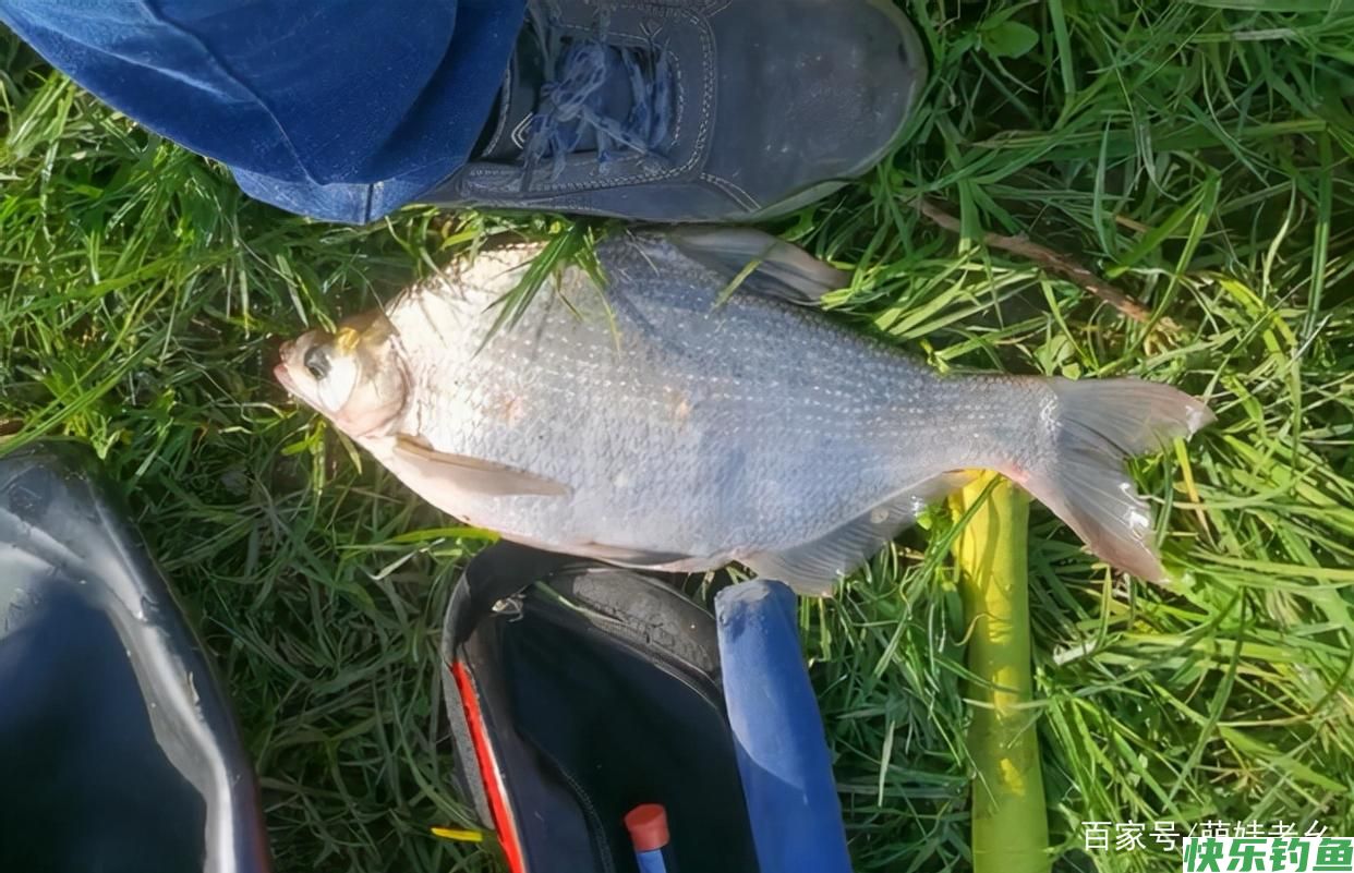 疯狂的钓鱼人！湖北一河道鳊鱼大爆发，有人