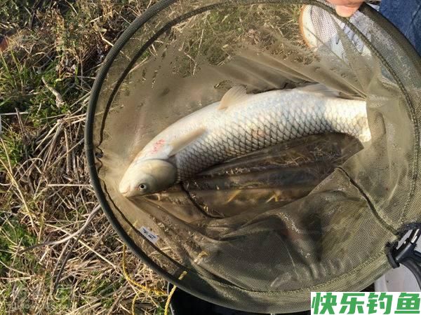草鱼鲫鱼鳊鱼喜什么？钓鱼口诀送给你
