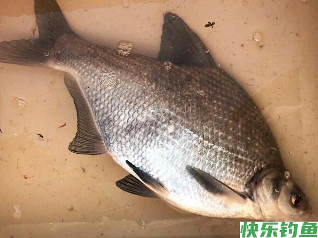 鳊鱼不会钓？了解习性和钓法，4种钓饵及窝