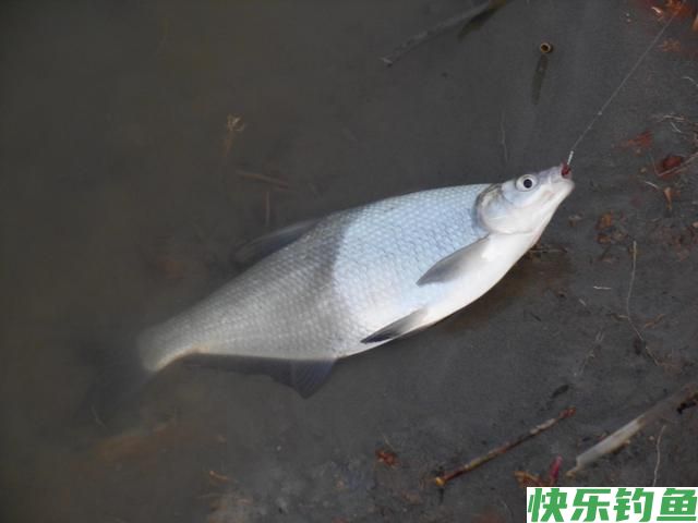 钓鲫鱼和鳊鱼都用哪些饵料