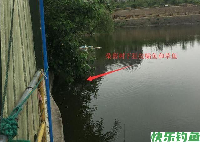 鳊鱼怎么钓更好？中秋过后采用这种钓法，鳊