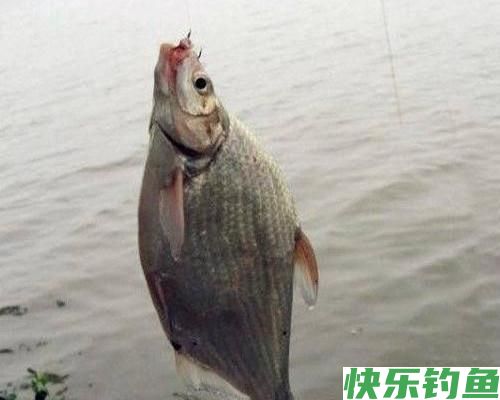 鳊鱼在水库很常见，秋季野钓做好这四点，水