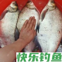 夏季不要跟鳊鱼对耗，真接拉上这三种钓法就