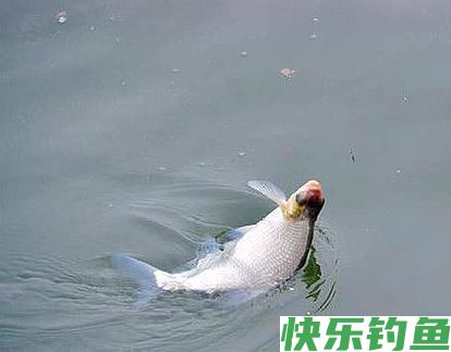 野钓鳊鱼只能钓过路鱼？错，夏季这样钓鳊鱼