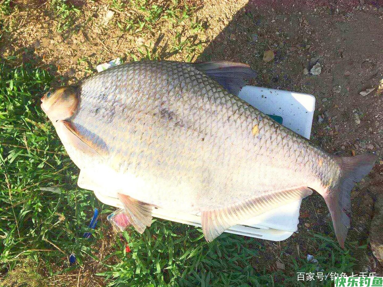 夏季钓“大鳊”，我只关注这四点，连连中鱼