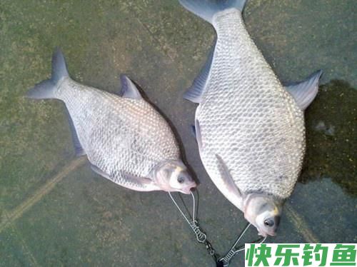 最爱钓鳊鱼，什么时候都是那么好钓，夏钓鳊