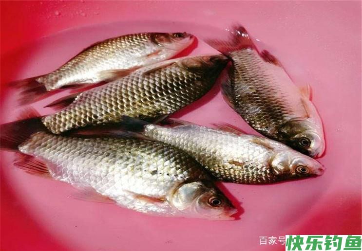 关于夏季野钓调漂，学会这些小技巧，可以让