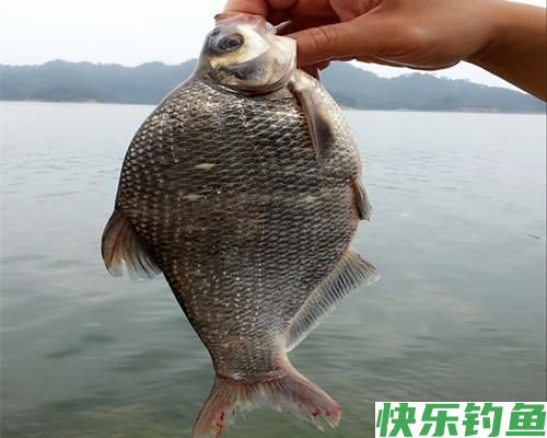 夏季野钓做好这五点，水库总能上鳊鱼，解析