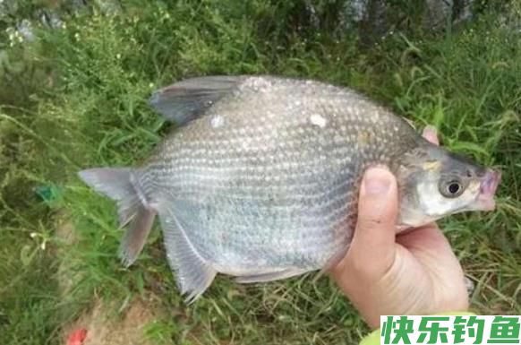 垂钓鳊鱼时，老钓手的这些小经验，钓友们不