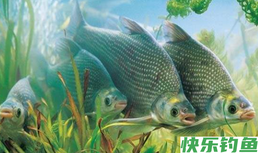 我们应该如何钓到鳊鱼呢？注意以下几点，就