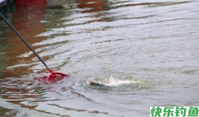 在野外垂钓鳊鱼，一定不要放过这些小技巧，会让你有很大收获的