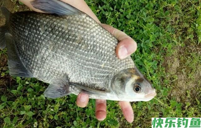 初夏时节钓鳊鱼，了解鳊鱼并掌握技巧，一定