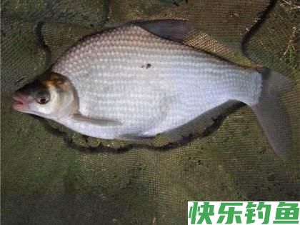 夏季鳊鱼应该这样钓，有了这篇文章，肯定都