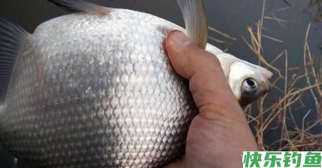 早春钓鳊鱼的小攻略，上鱼不再靠运气！