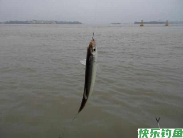 钓友们鲫鱼、白条、鳊鱼、翘嘴生活习性你们