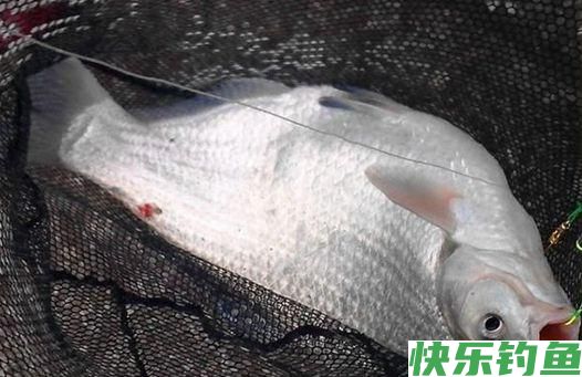早春钓鳊鱼的时候，饵料和窝料就这么选，上