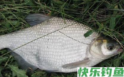 早春钓鳊鱼实用技巧