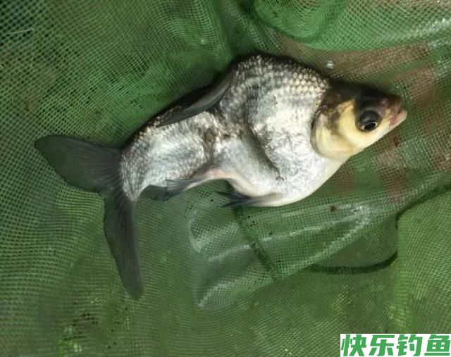 野钓鳊鱼绝招：学会这套方法，只要鱼肯进窝