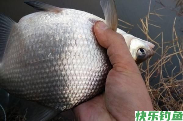 鳊鱼很难垂钓吗？只需做好这三点，大鳊鱼狂