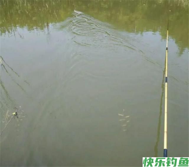 秋天用这几招钓鳊鱼，一钓就会收获很多，相
