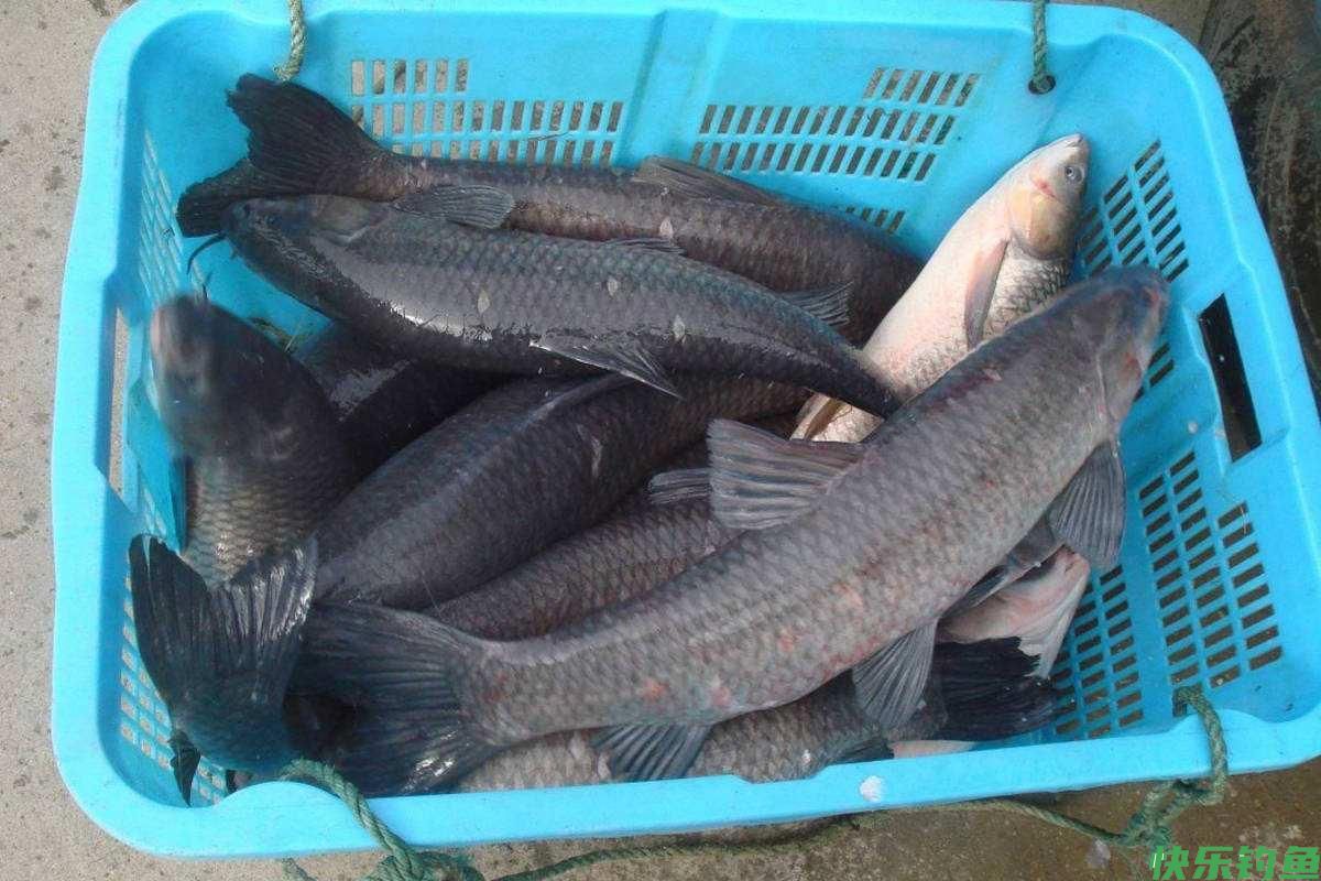 钓青鱼用这饵料和小药效果最好，大青鱼连竿