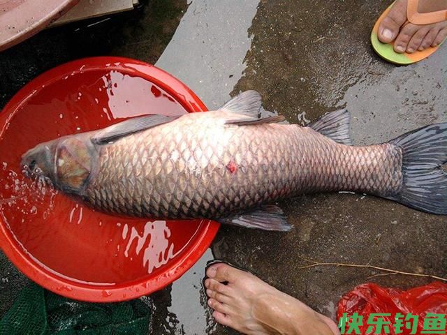 守钓大青鱼，相对比螺蛳，用田螺钓大青鱼效