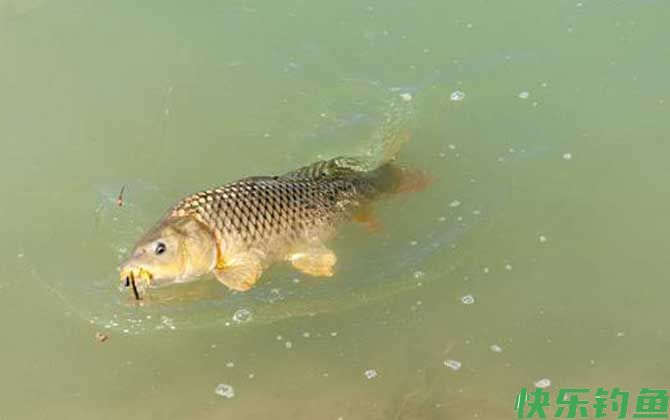 鱼塘钓鱼技巧和口诀