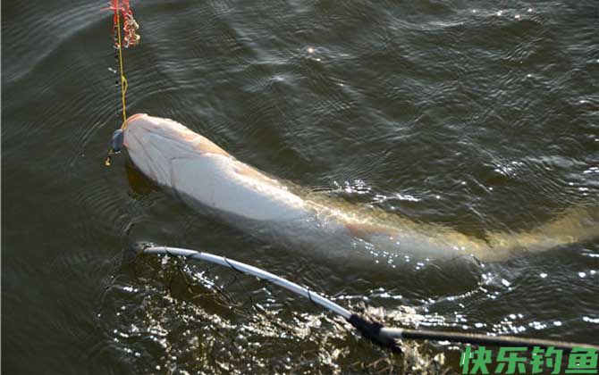 遛鱼技巧及操作方法