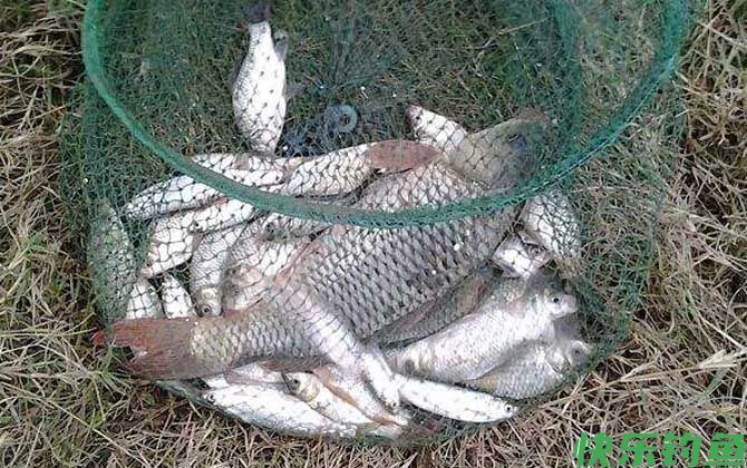 秋季钓鲤鱼不开口怎么办?