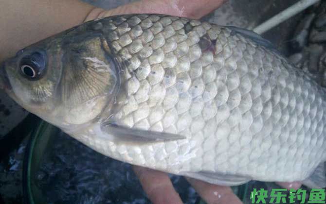 野钓鲫鱼怎么找钓点?