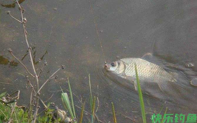 一月钓鱼最佳时间是什么时候?