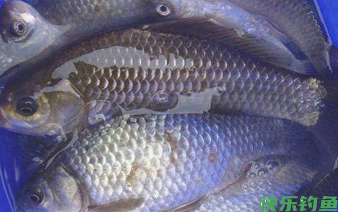 春天钓鲫鱼钓深还是浅？