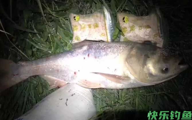 夏天夜钓鲢鳙最佳时间
