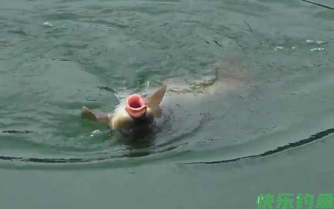 夏季钓鱼