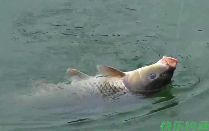夏季钓鱼