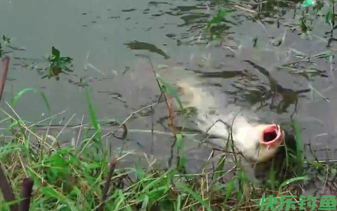 夏季钓鱼