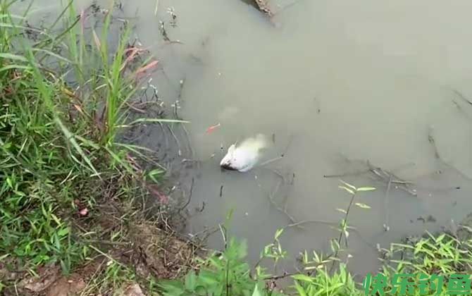 罗非鱼