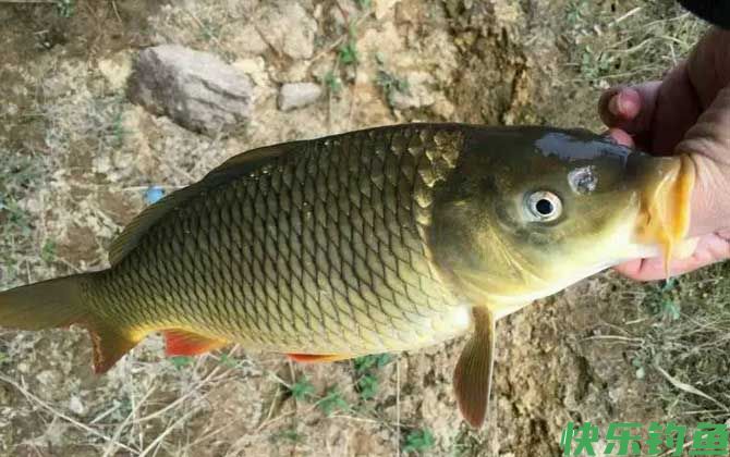 钓鲤鱼