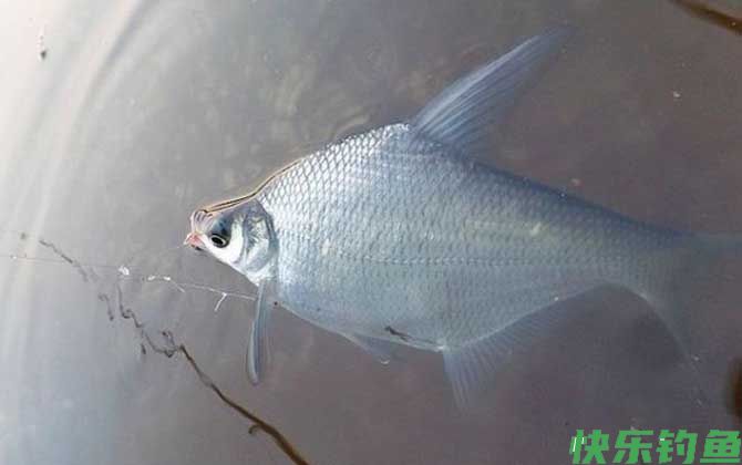鳊鱼