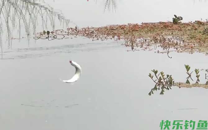 钓白条