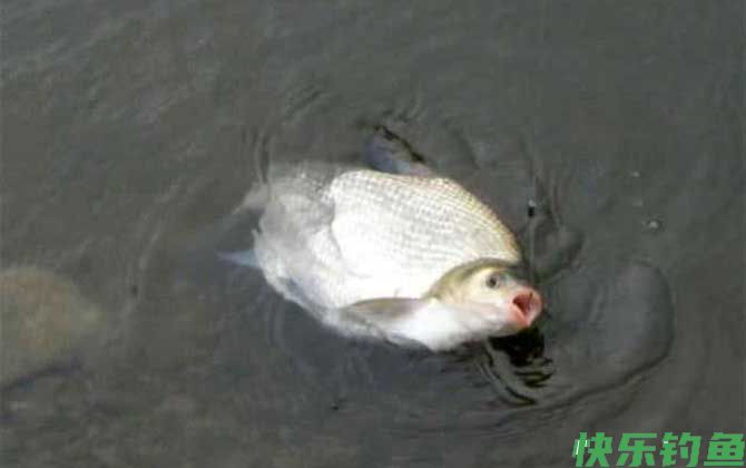 鳊鱼