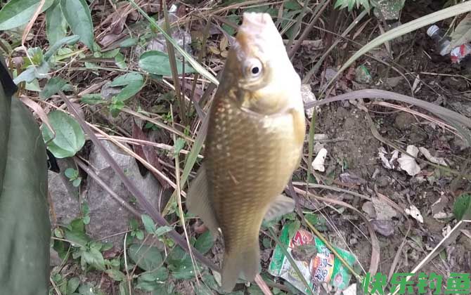 钓鲫鱼