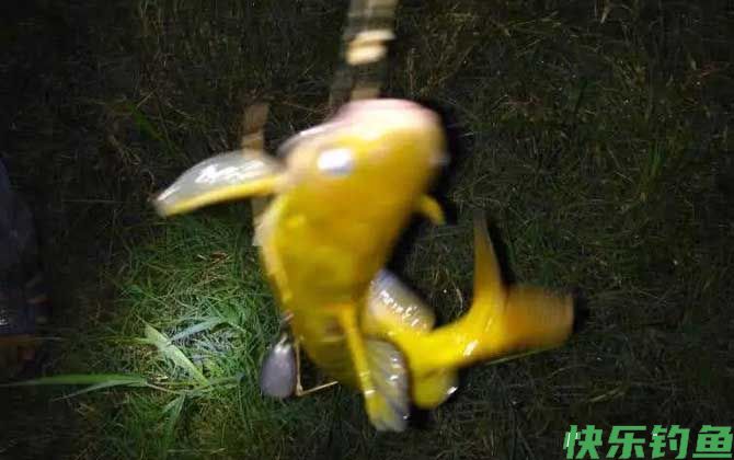钓黄辣丁