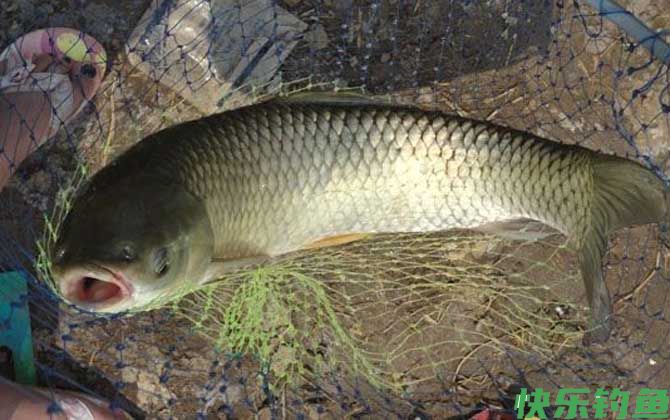 草鱼的生活环境及钓法