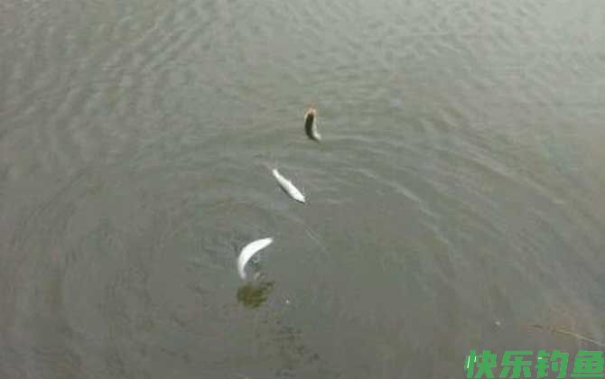 钓白条鱼如何调漂？